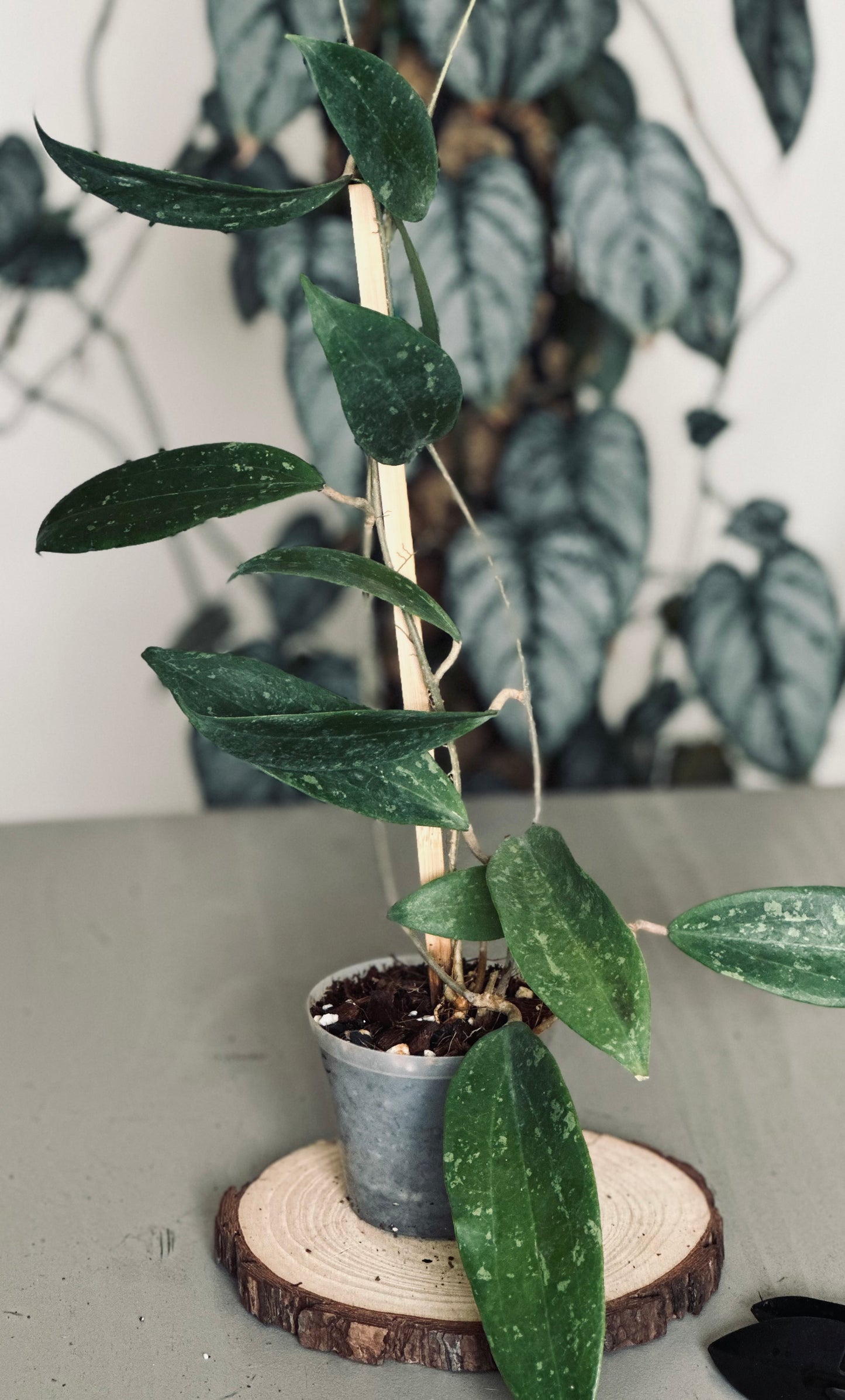 Hoya 'Wibergiae' - 9cm Pot