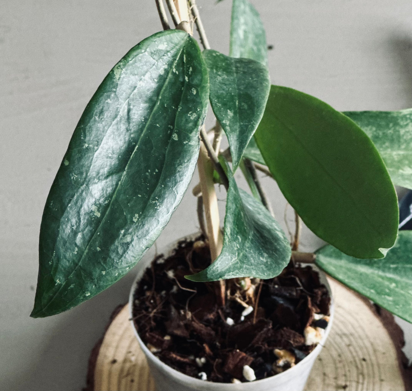 Hoya 'Wibergiae' - 9cm Pot