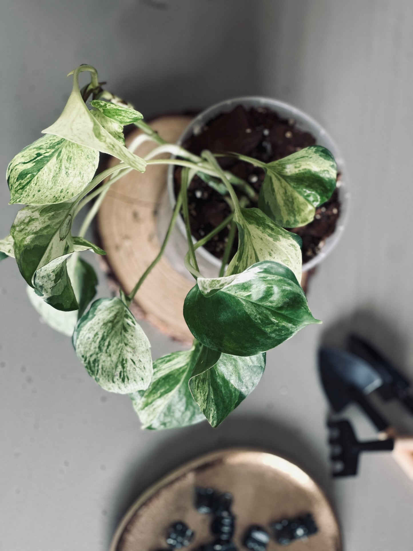 Epipremnum 'Aureum Manjula' - 12cm Pot