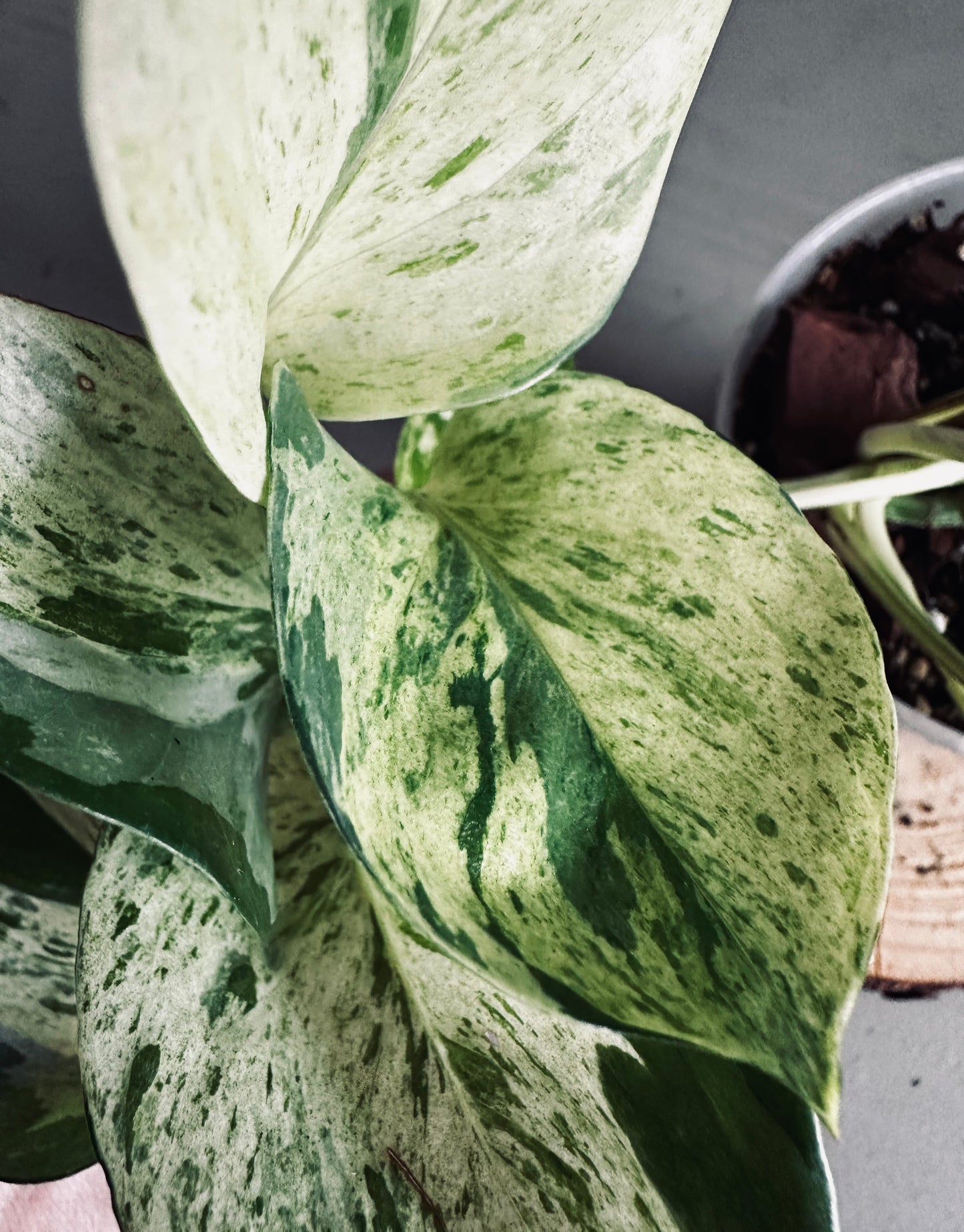 Epipremnum 'Aureum Manjula' - 12cm Pot