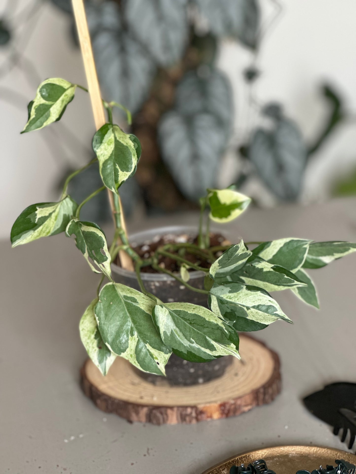 Epipremnum 'Aureum Pearls & Jade' - 12cm Pot