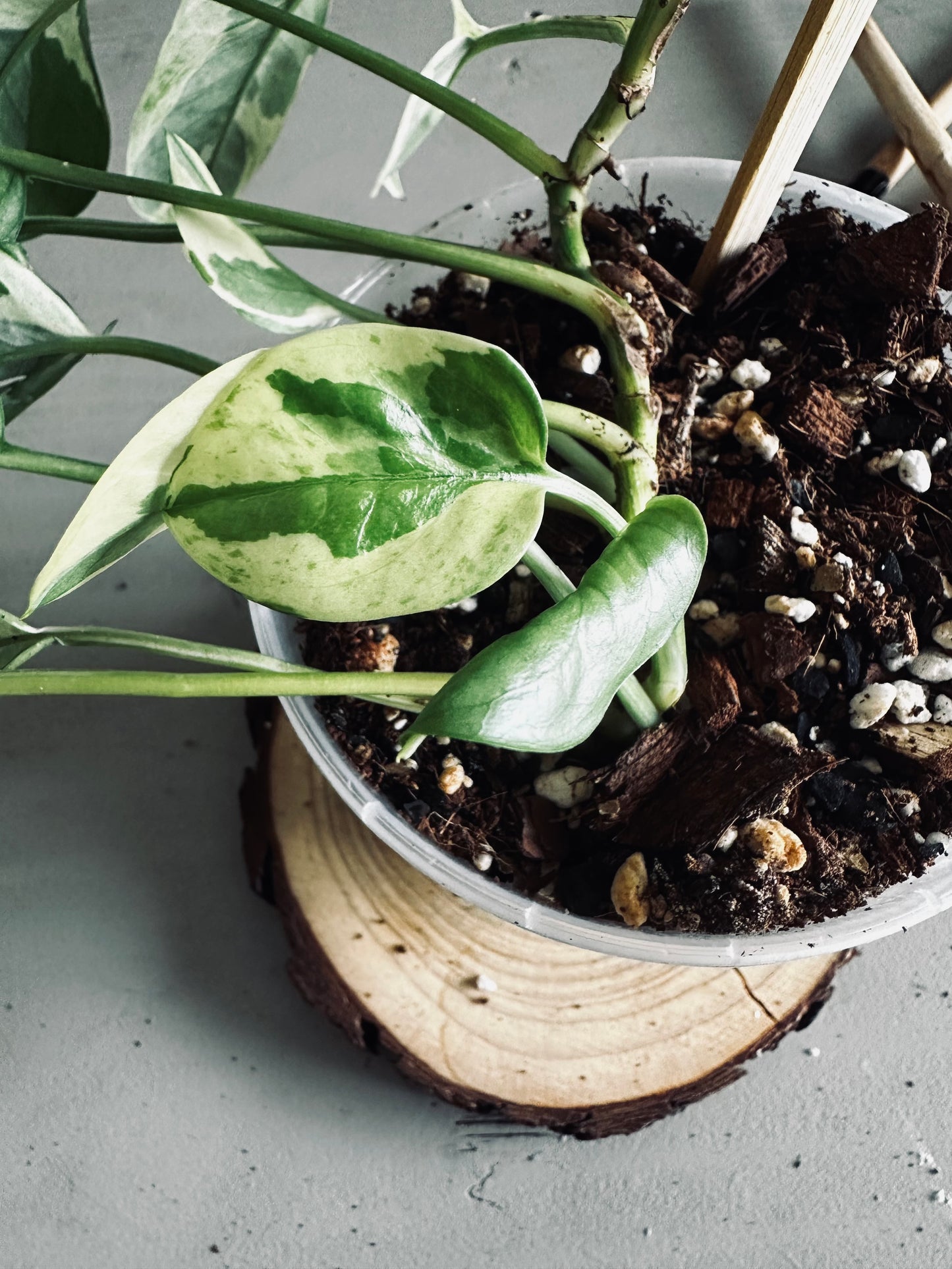 Epipremnum 'Aureum Pearls & Jade' - 12cm Pot