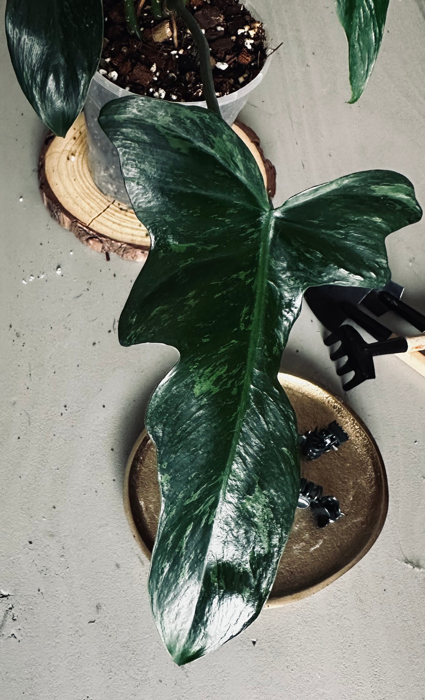 Philodendron 'Minarum' - 12cm Pot