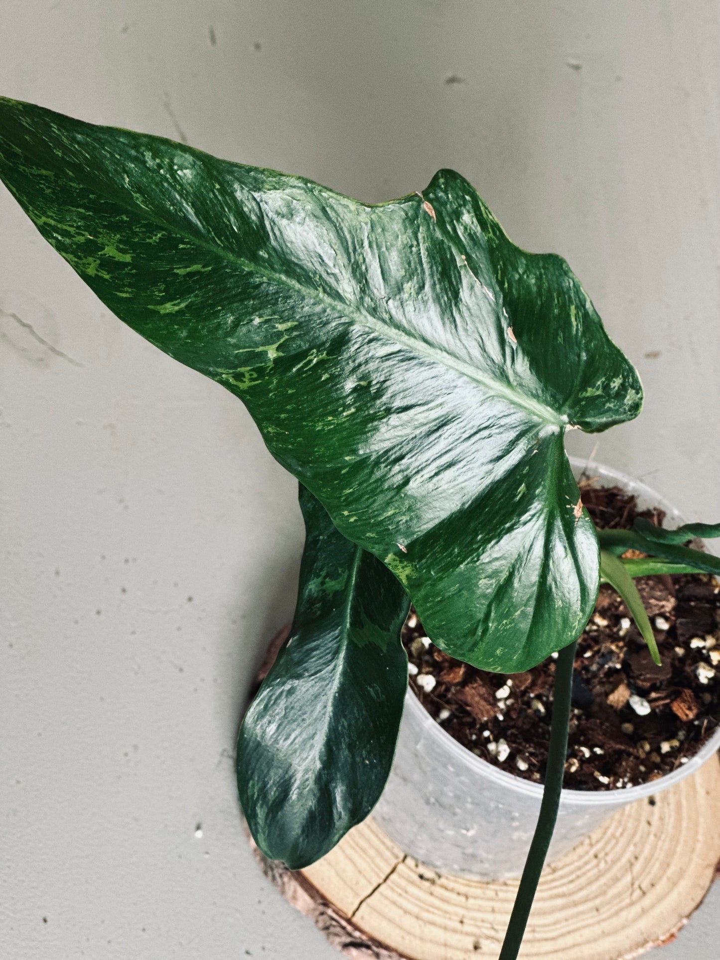 Philodendron 'Minarum' - 12cm Pot