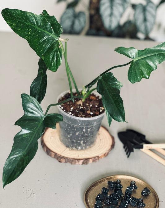 Philodendron 'Minarum' - 12cm Pot