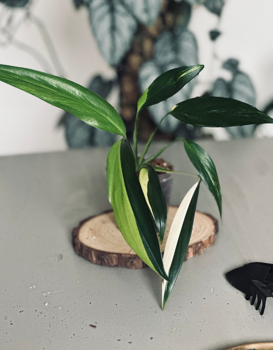 Epipremnum 'Amplissimum Variegated Aurea' - 9cm Pot