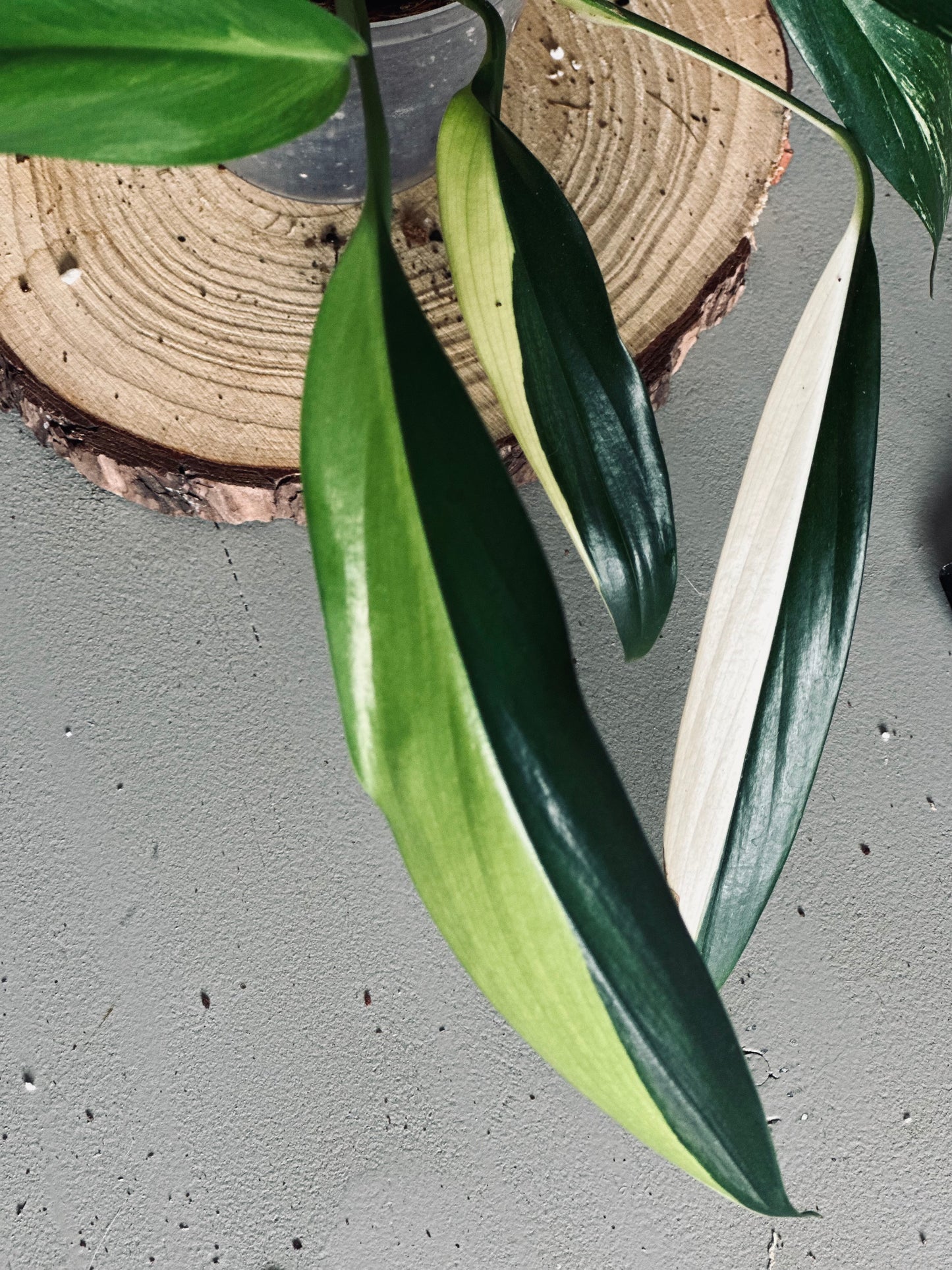 Epipremnum 'Amplissimum Variegated Aurea' - 9cm Pot