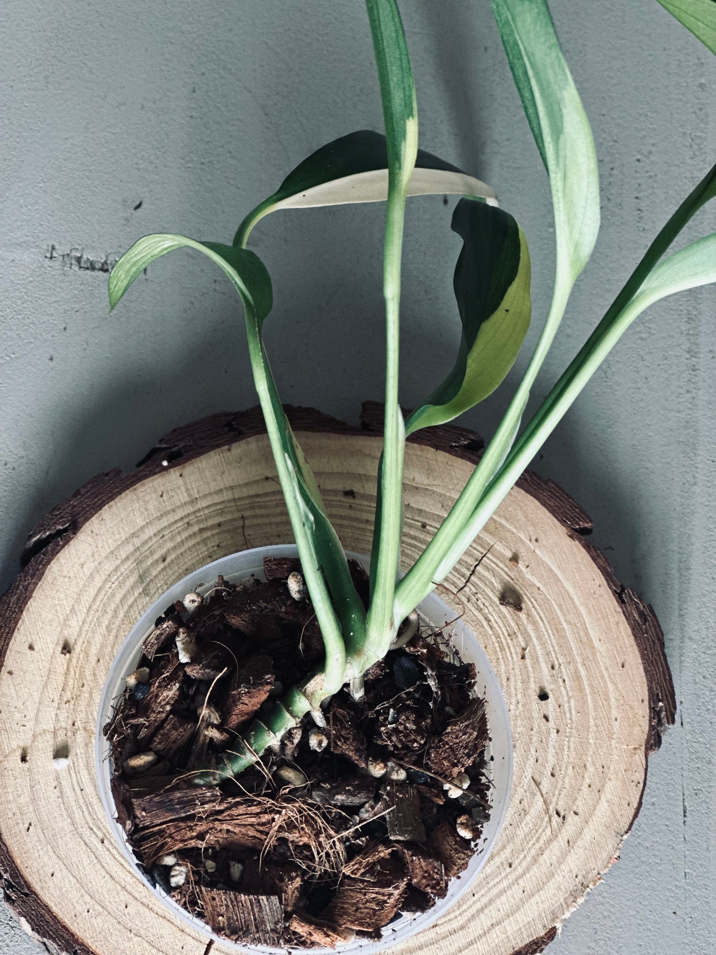 Epipremnum 'Amplissimum Variegated Aurea' - 9cm Pot