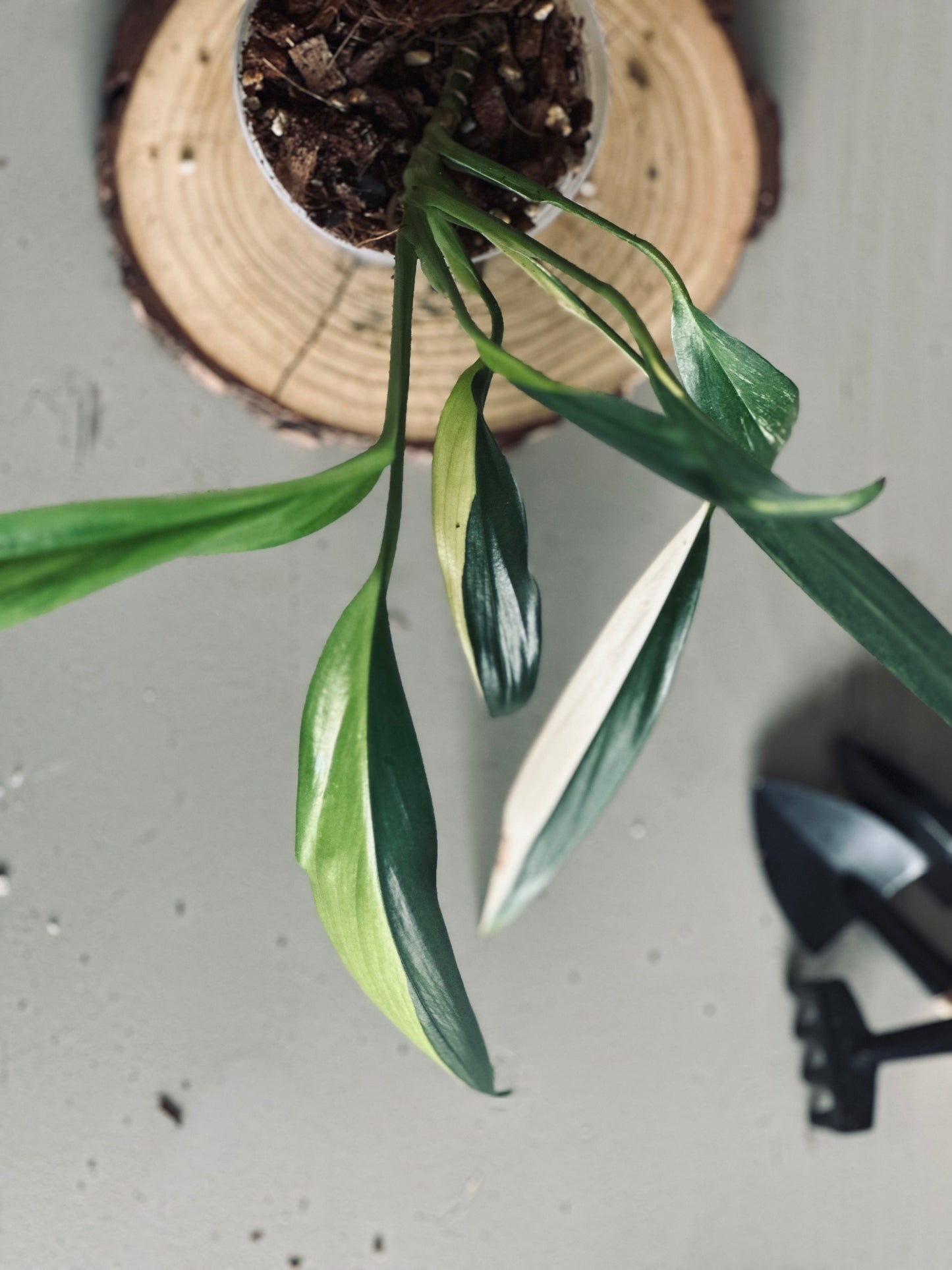 Epipremnum 'Amplissimum Variegated Aurea' - 9cm Pot