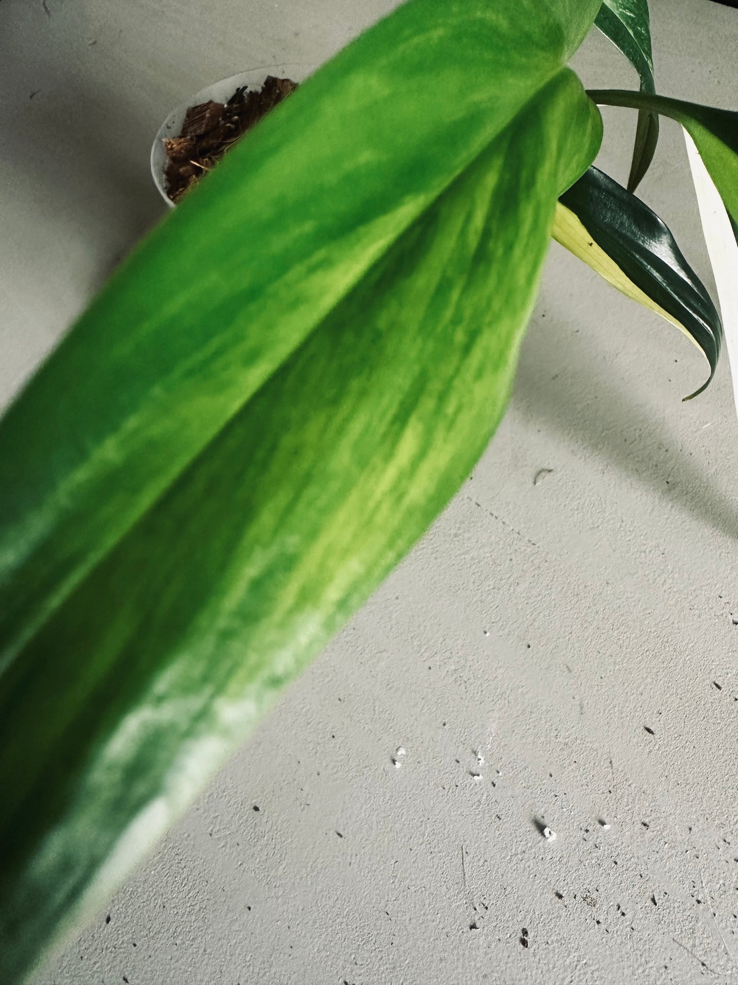 Epipremnum 'Amplissimum Variegated Aurea' - 9cm Pot