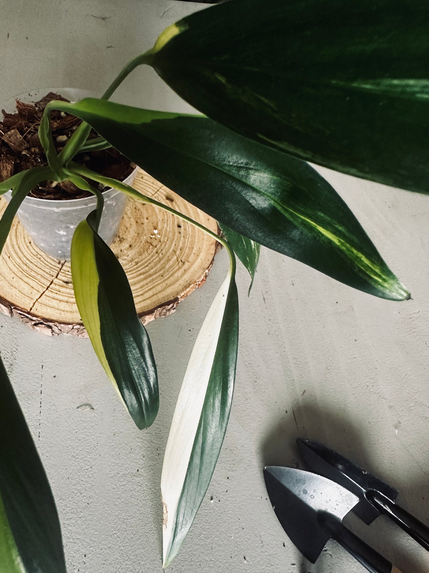 Epipremnum 'Amplissimum Variegated Aurea' - 9cm Pot