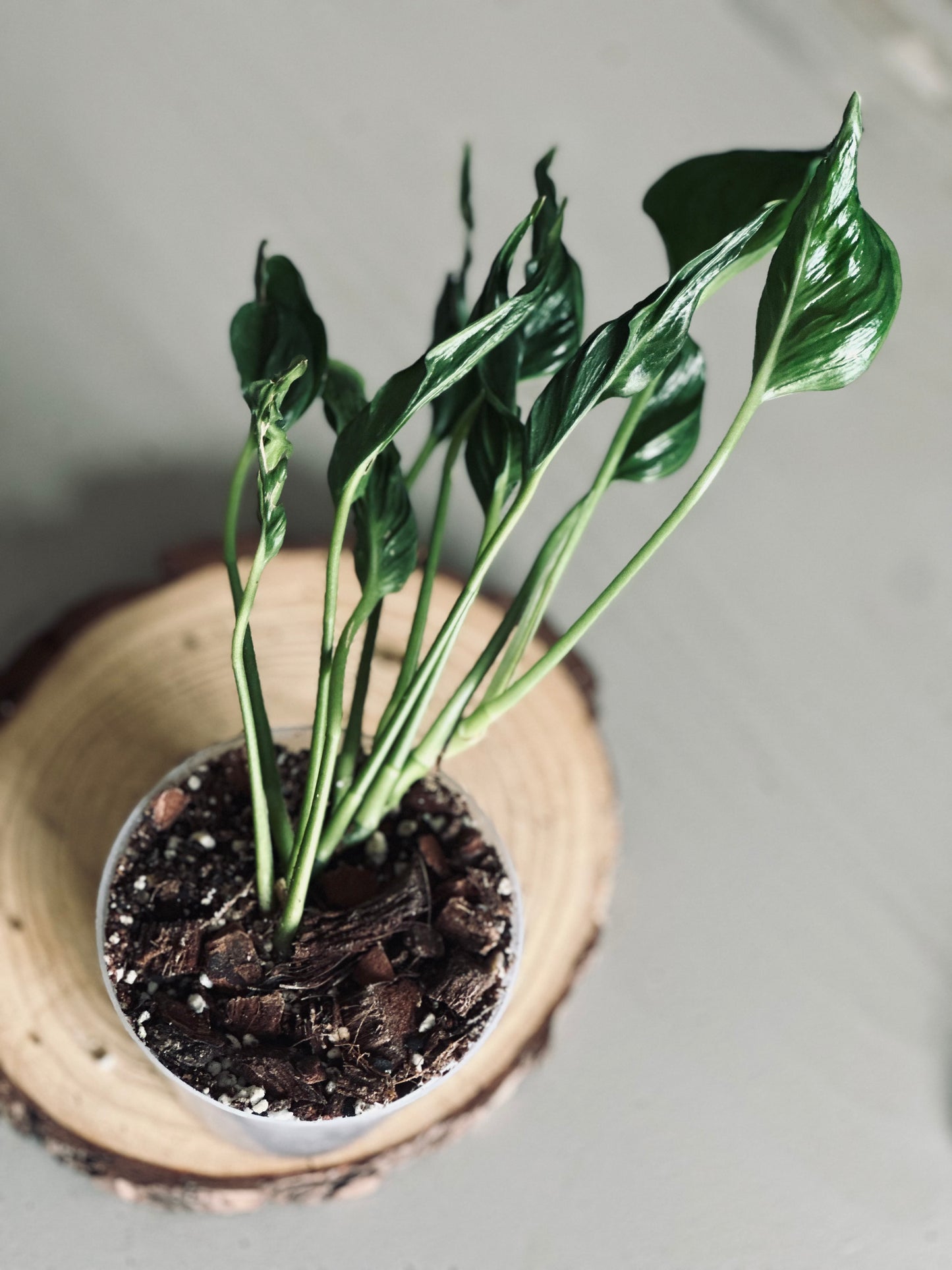 Epipremnum 'Aureum Shangri-La' - 9cm Pot