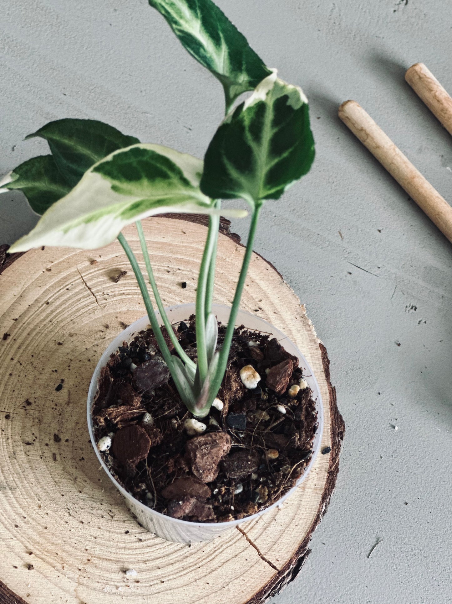 Syngonium 'T25' - 7cm Pot