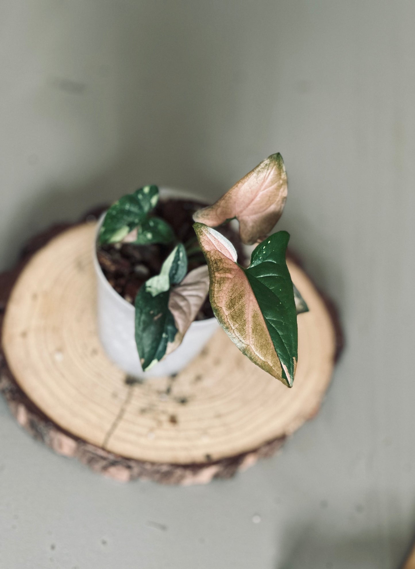 Syngonium 'Tricolor' - 7cm Pot