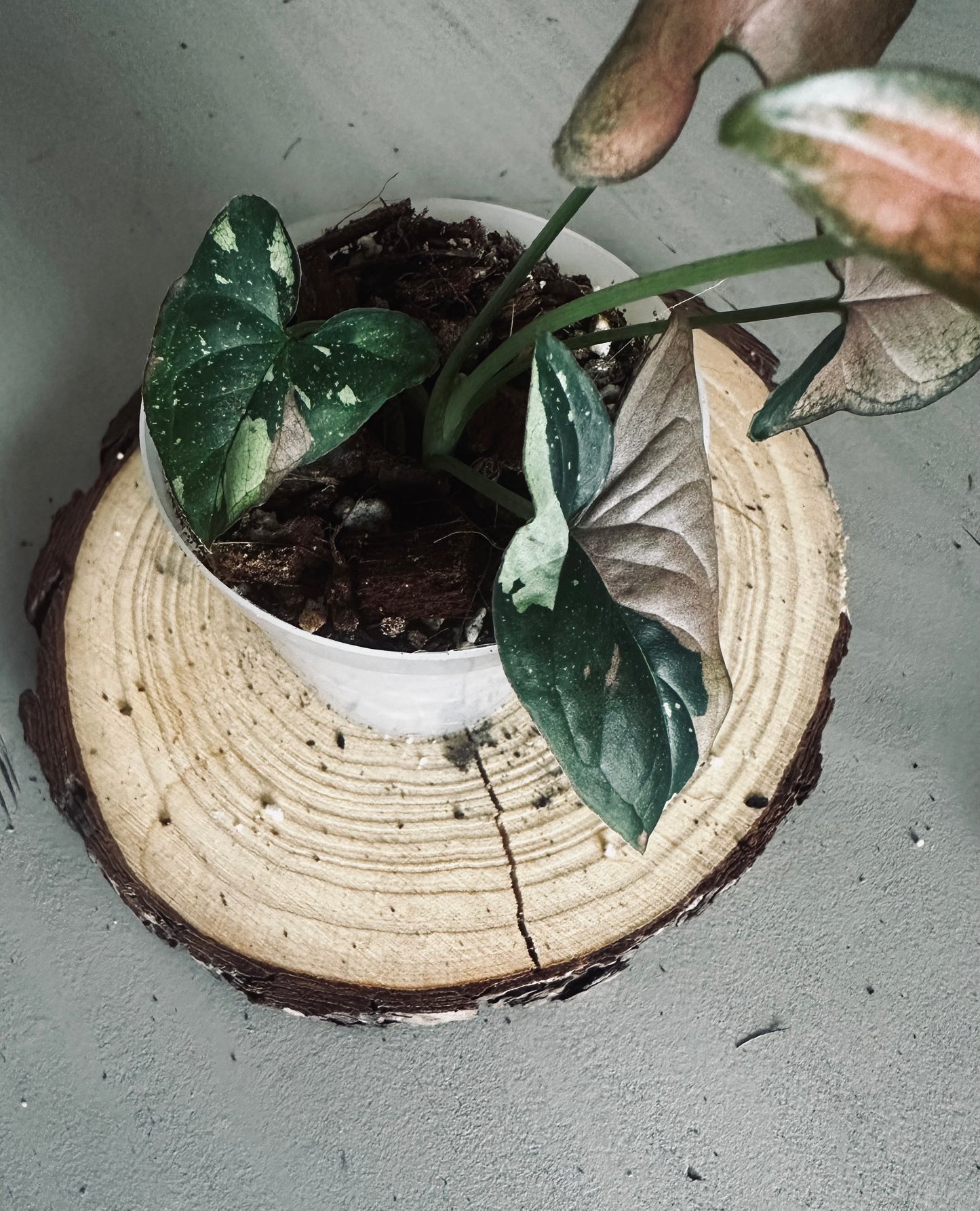 Syngonium 'Tricolor' - 7cm Pot