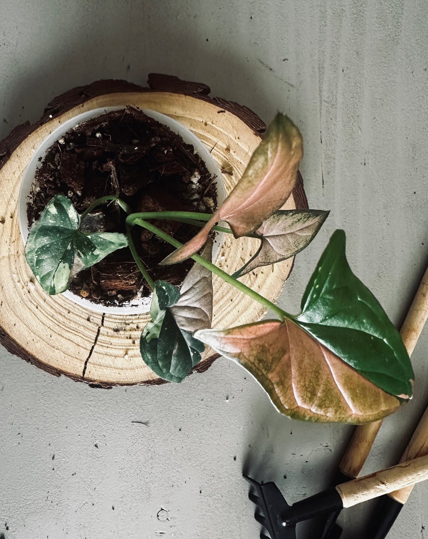 Syngonium 'Tricolor' - 7cm Pot