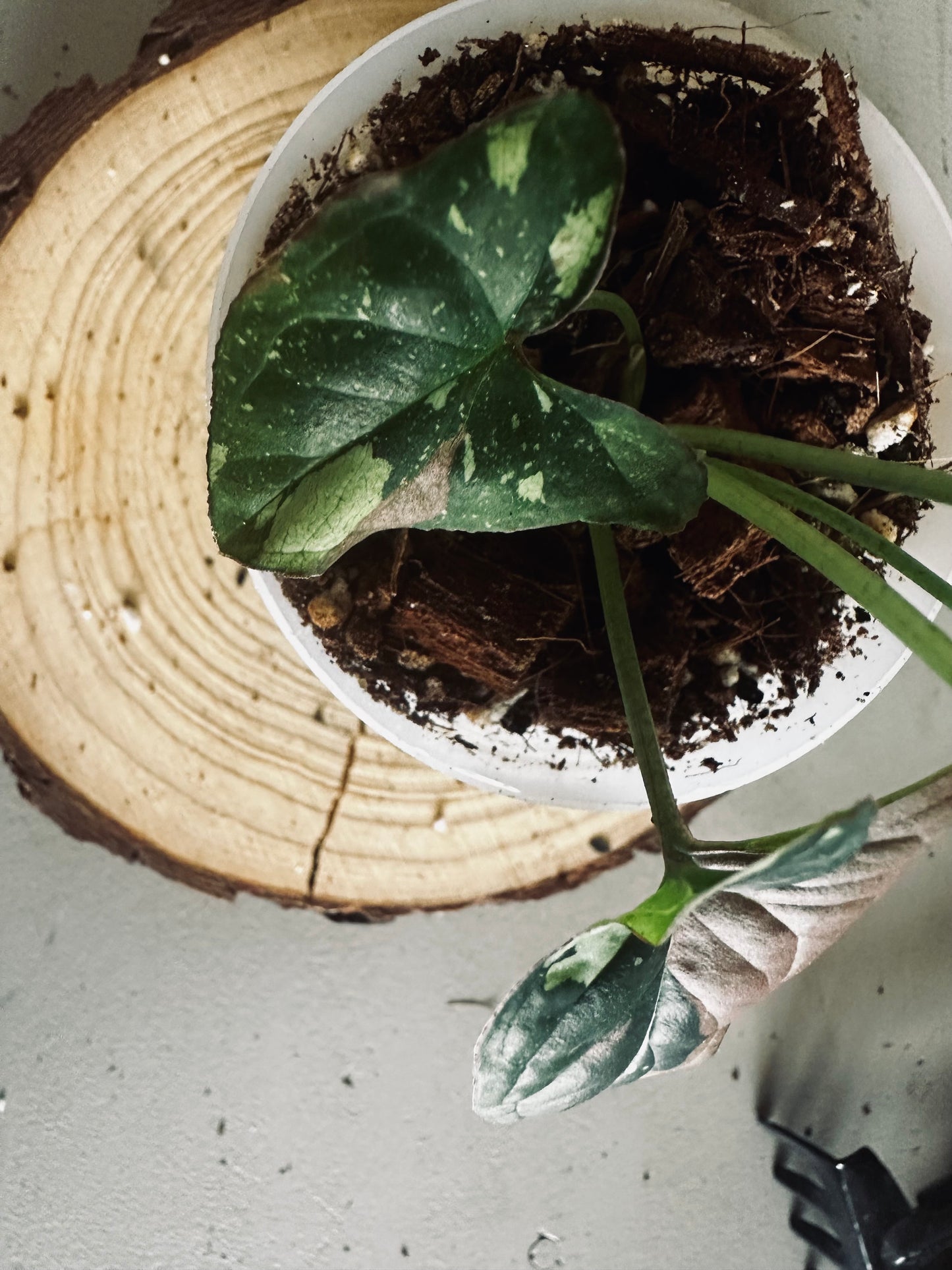 Syngonium 'Tricolor' - 7cm Pot