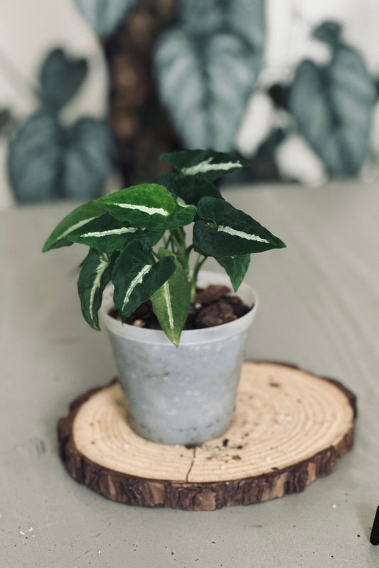 Syngonium 'Wendlandii' - 9cm Pot