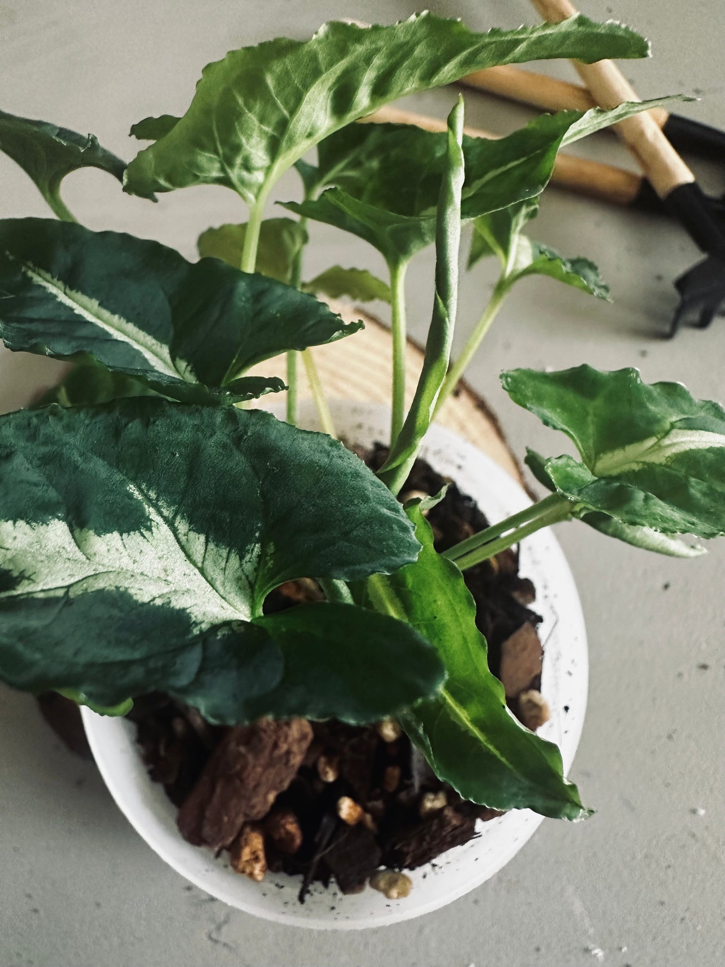 Syngonium 'Wendlandii' - 9cm Pot