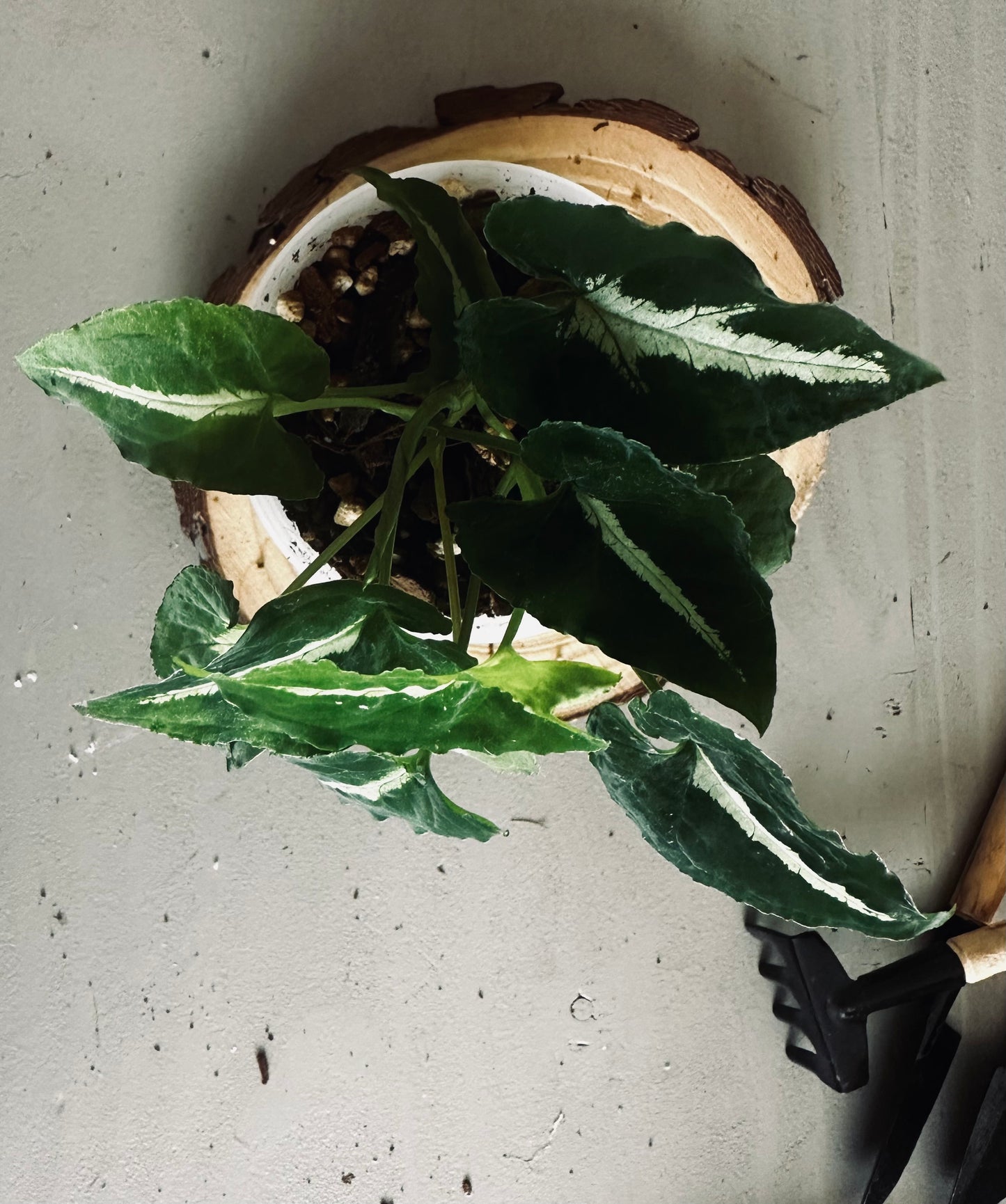 Syngonium 'Wendlandii' - 9cm Pot