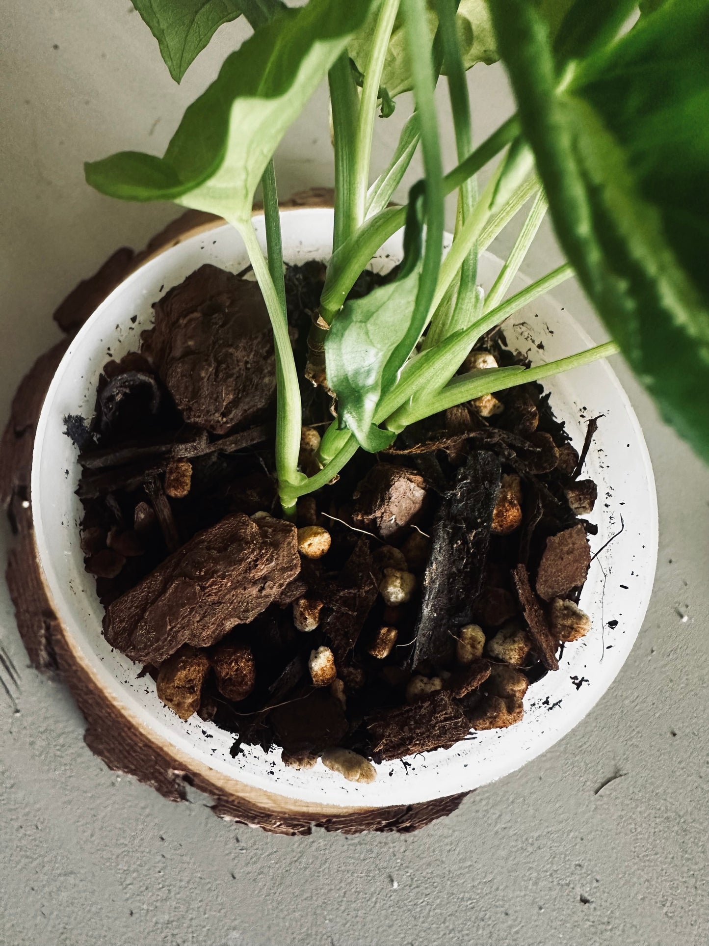 Syngonium 'Wendlandii' - 9cm Pot