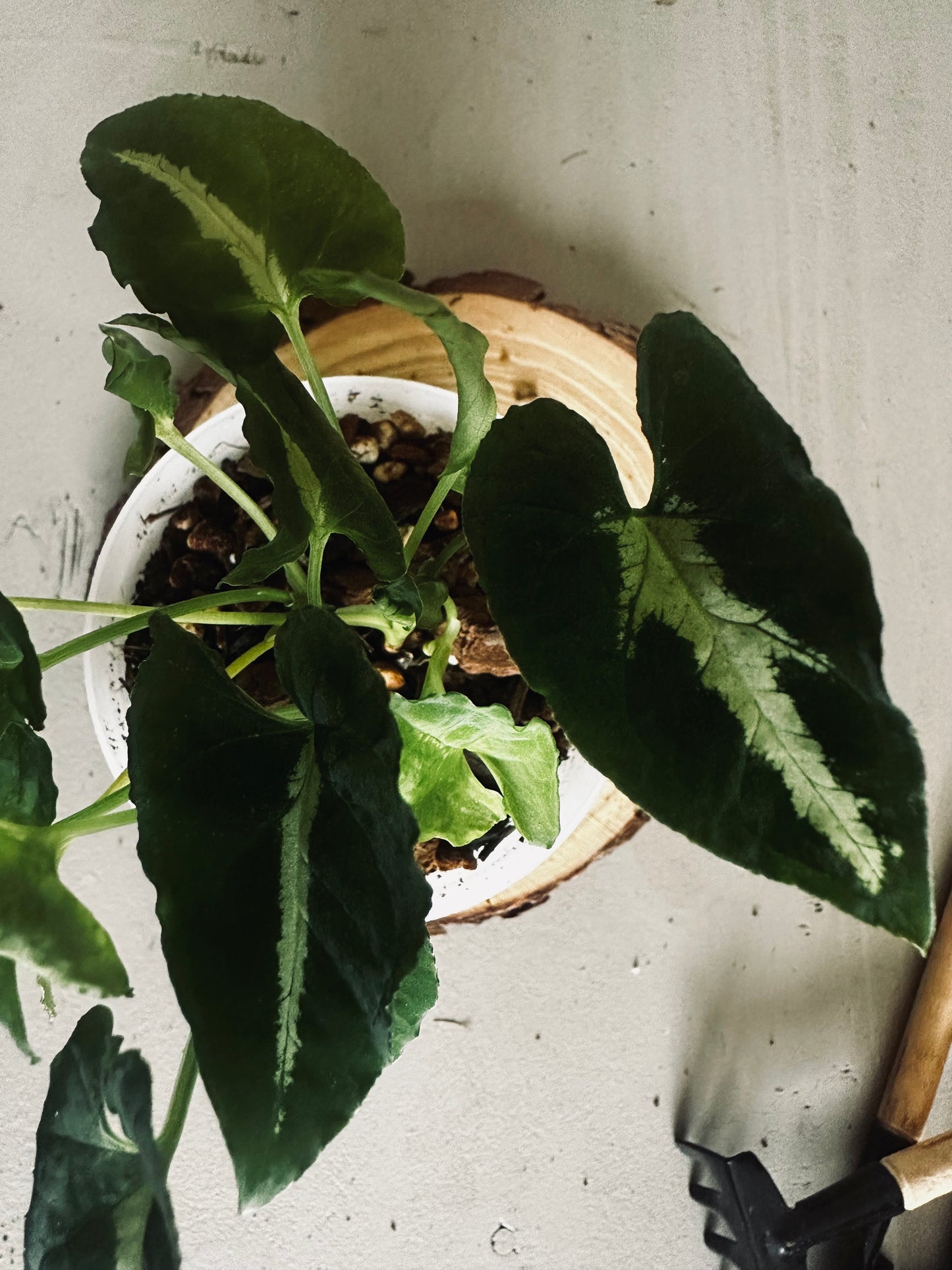 Syngonium 'Wendlandii' - 9cm Pot