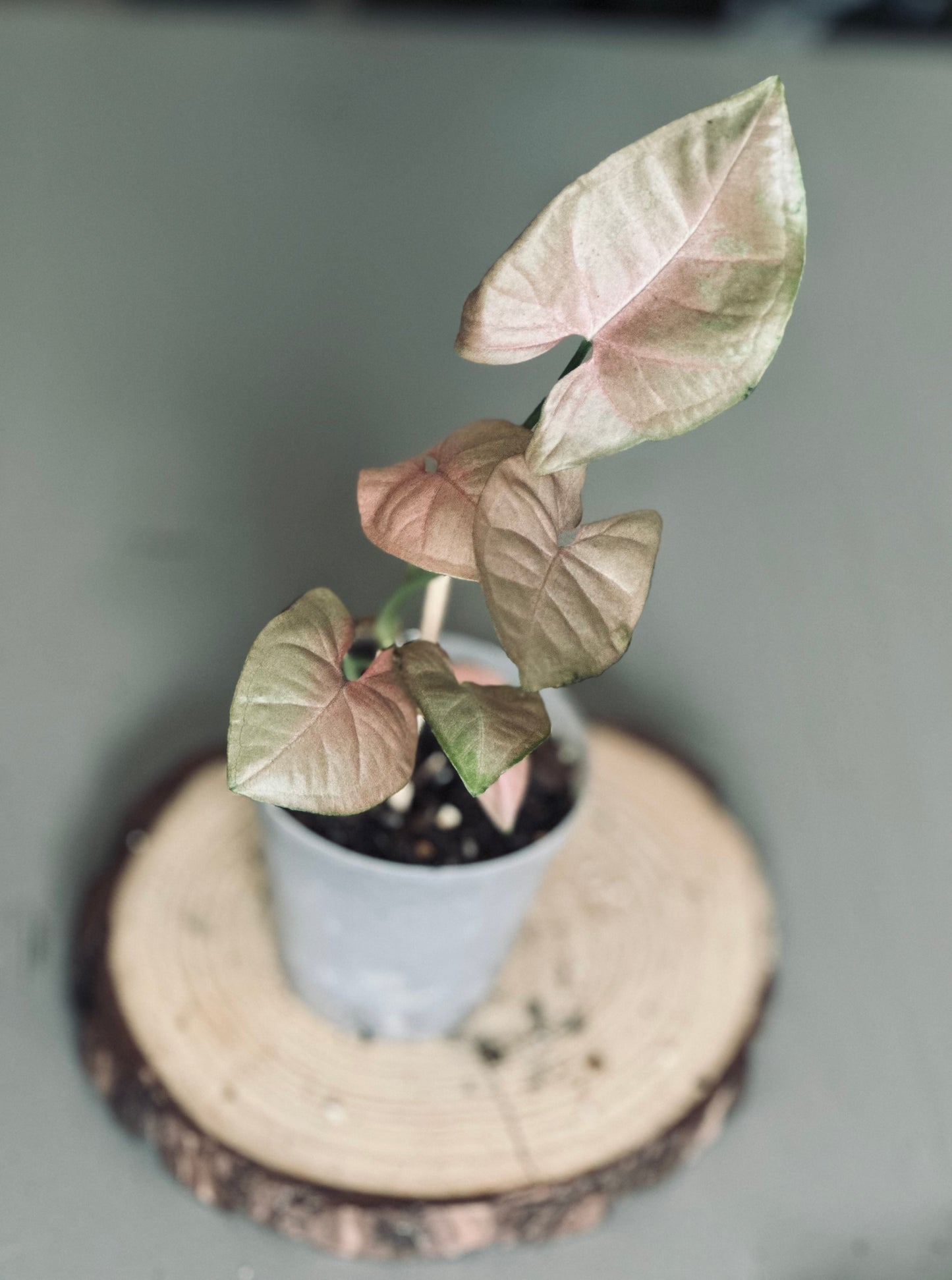 Syngonium 'Neon Robusta' - 7cm Pot