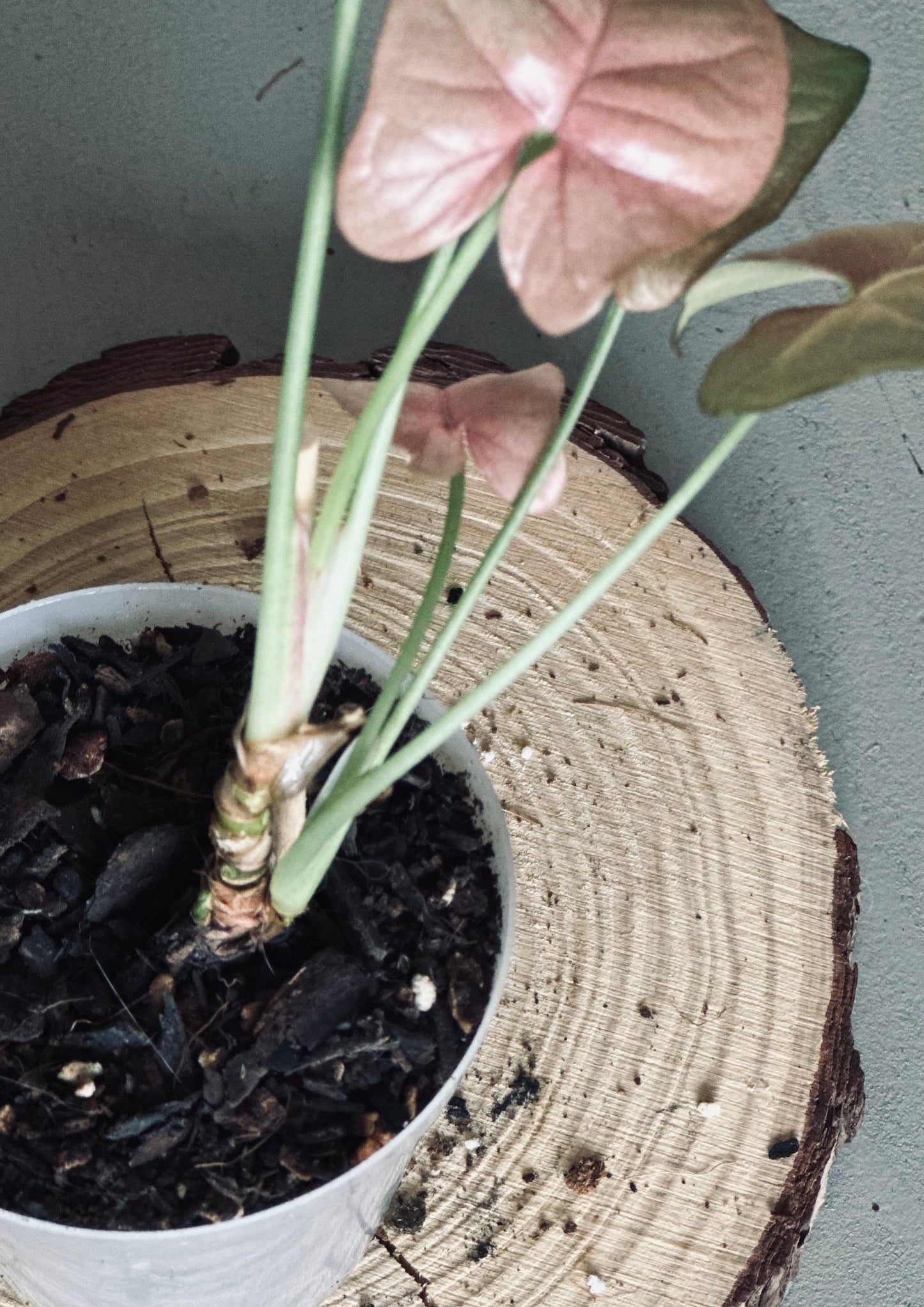 Syngonium 'Neon Robusta' - 7cm Pot