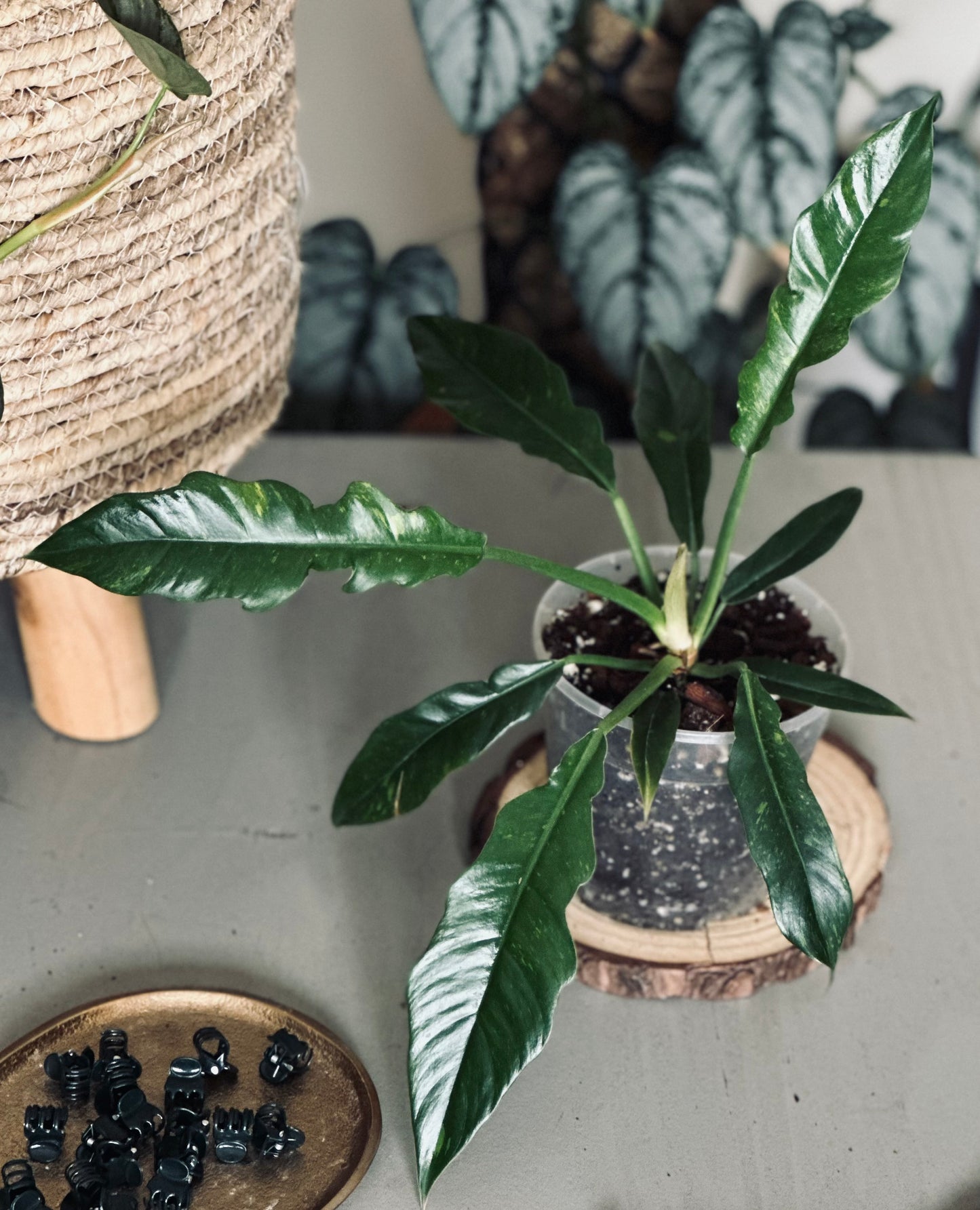 Philodendron 'Ring Of Fire' - 12cm Pot