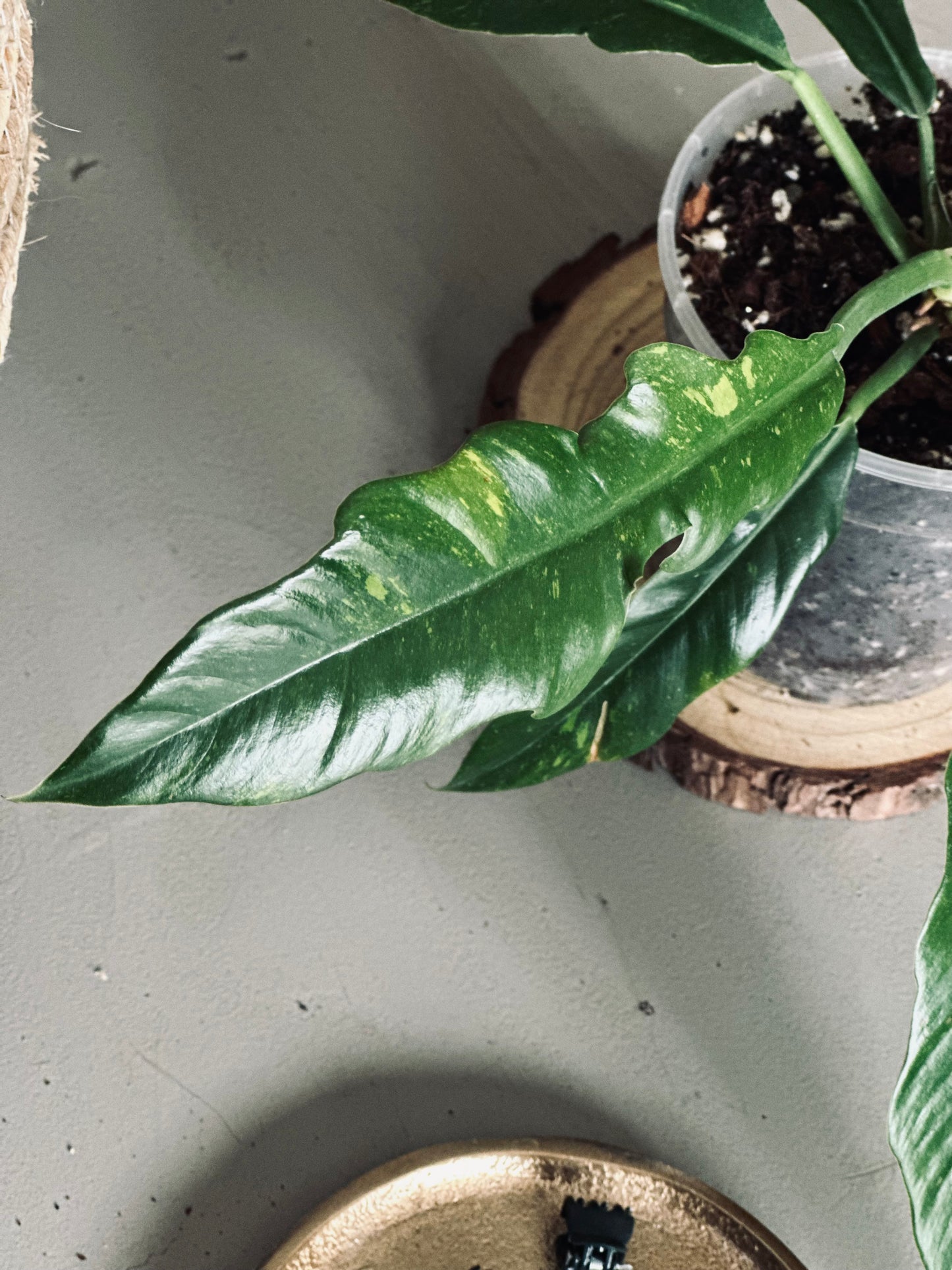 Philodendron 'Ring Of Fire' - 12cm Pot