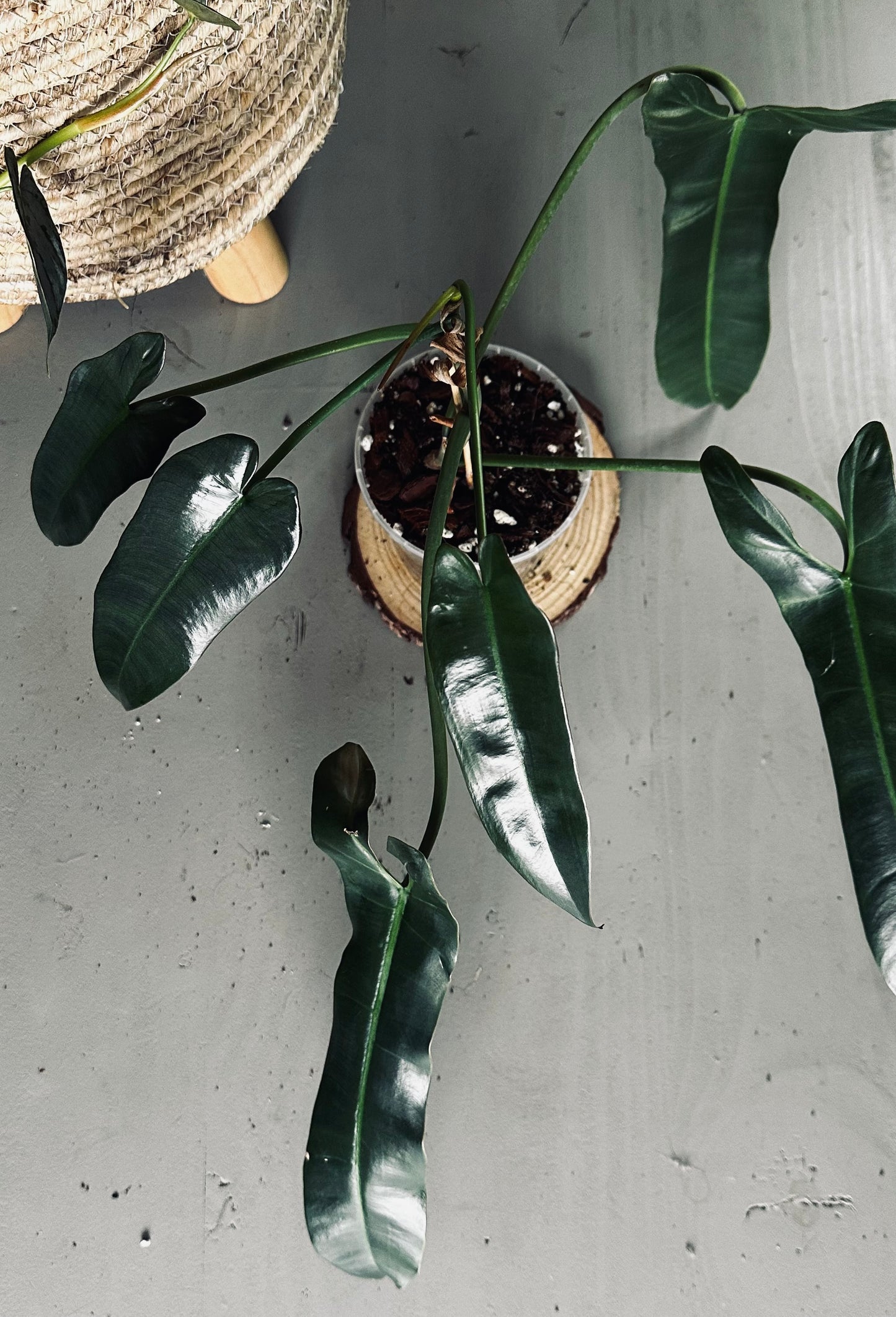 Philodendron 'Atabapoense' - 12cm Pot