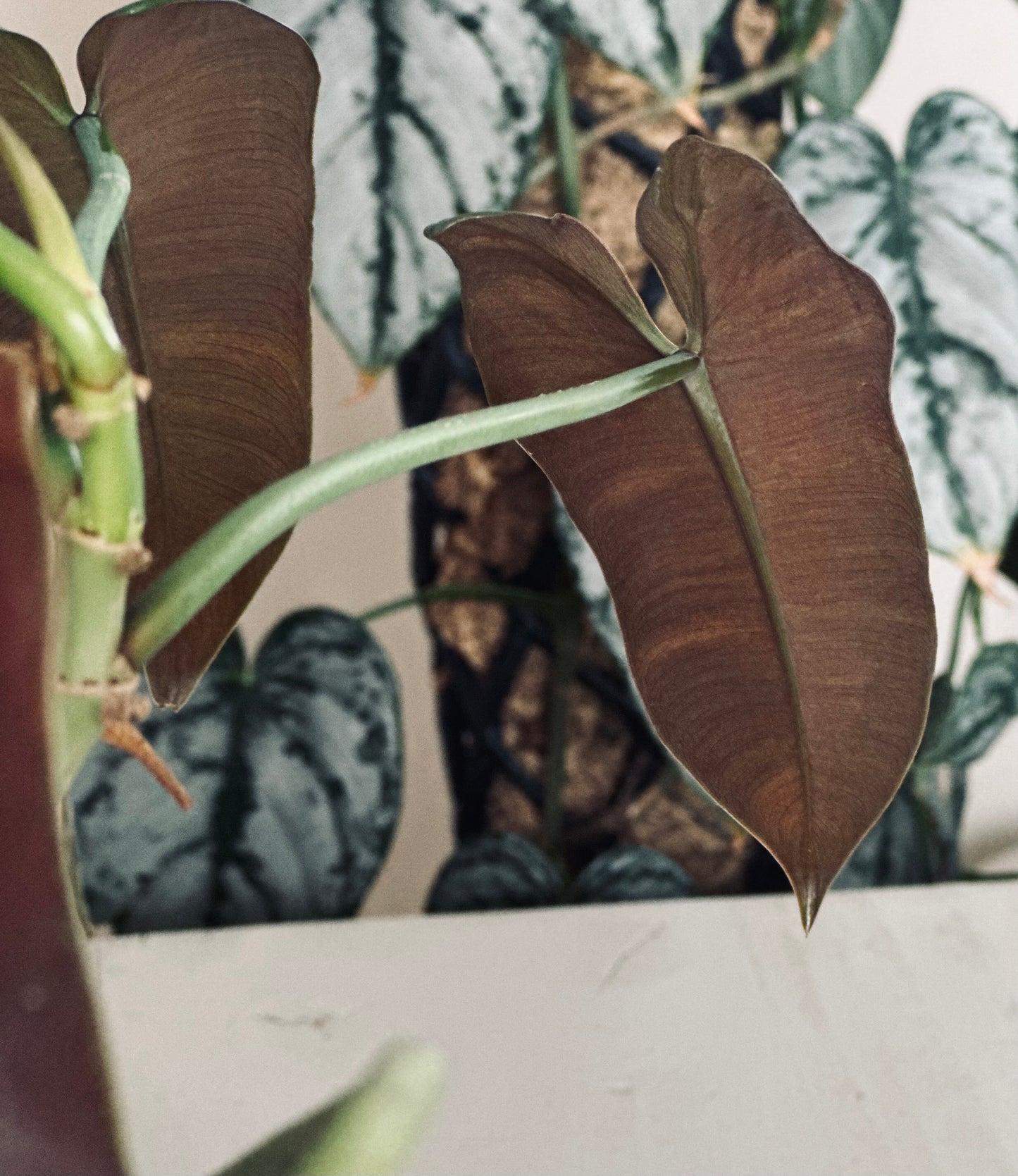 Philodendron 'Atabapoense' - 12cm Pot