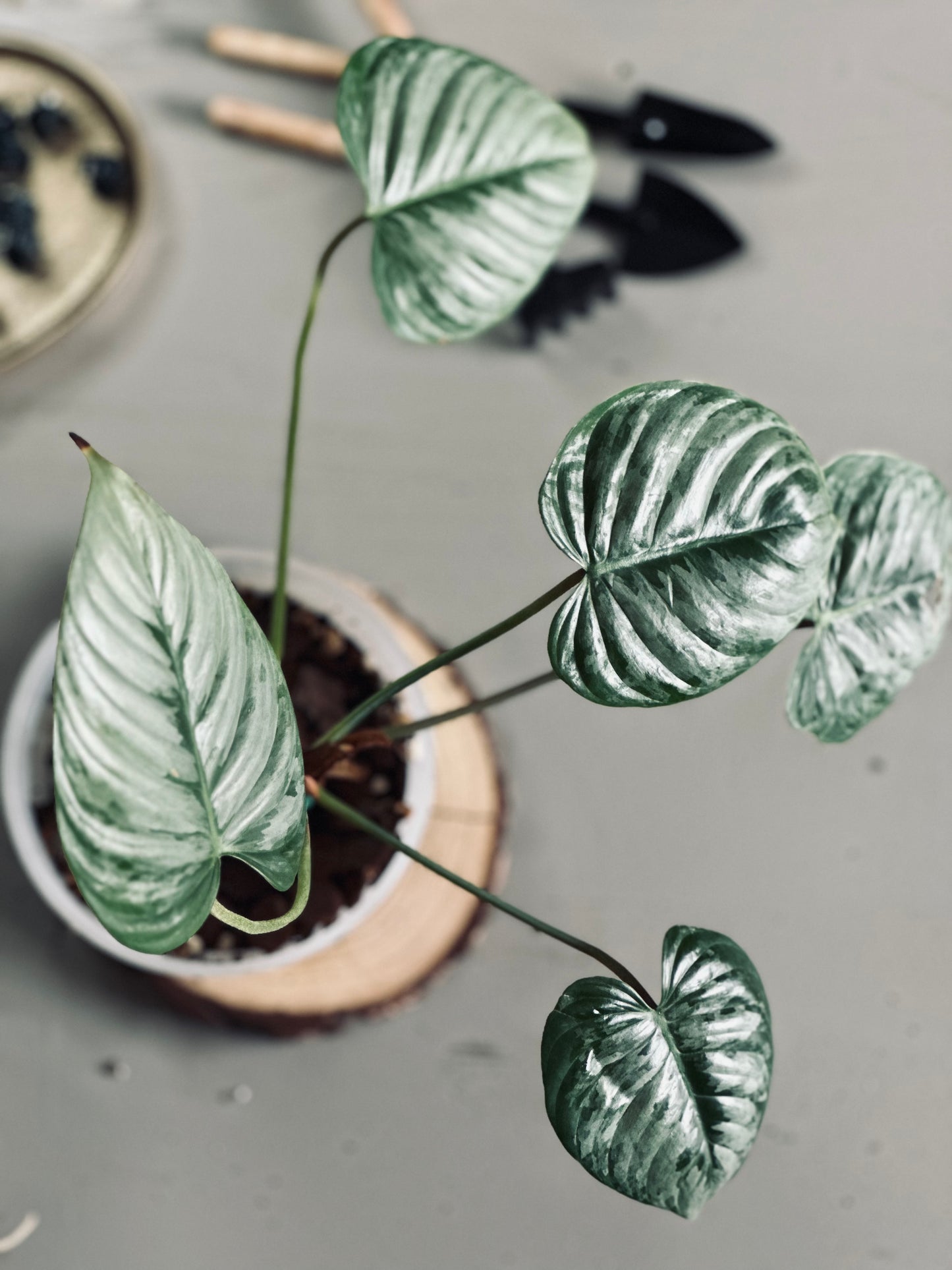 Philodendron 'Sodiroi Ornatum' - 12cm Pot