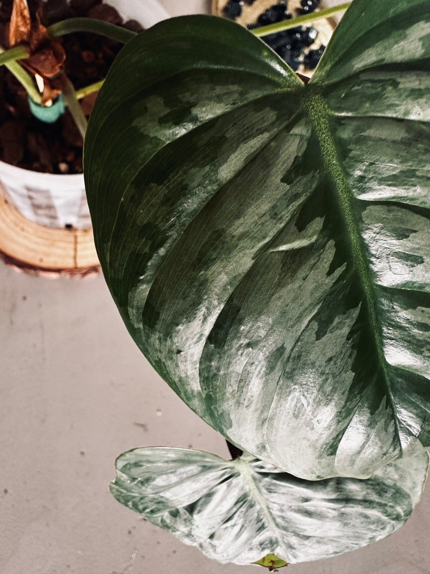 Philodendron 'Sodiroi Ornatum' - 12cm Pot