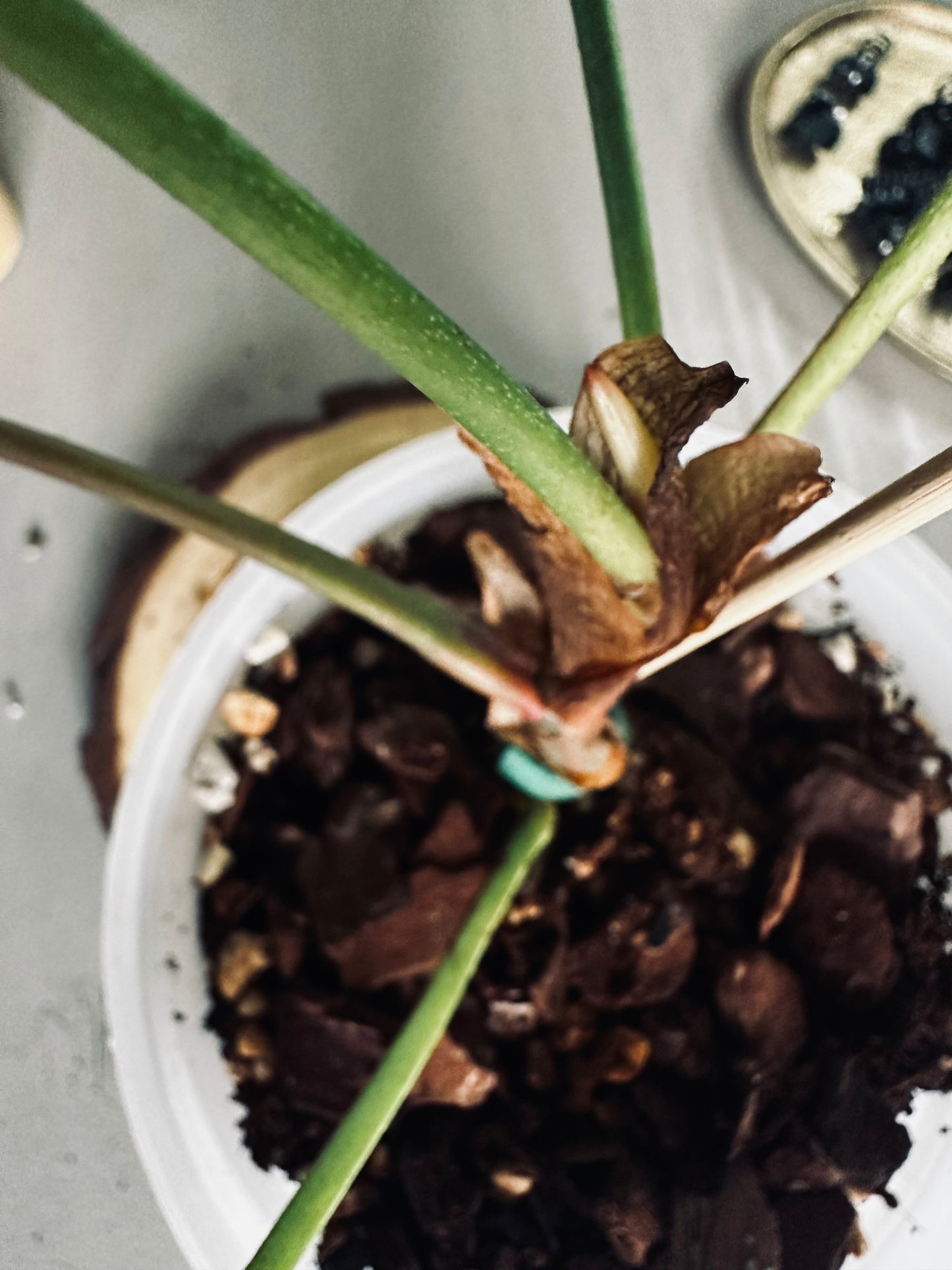 Philodendron 'Sodiroi Ornatum' - 12cm Pot