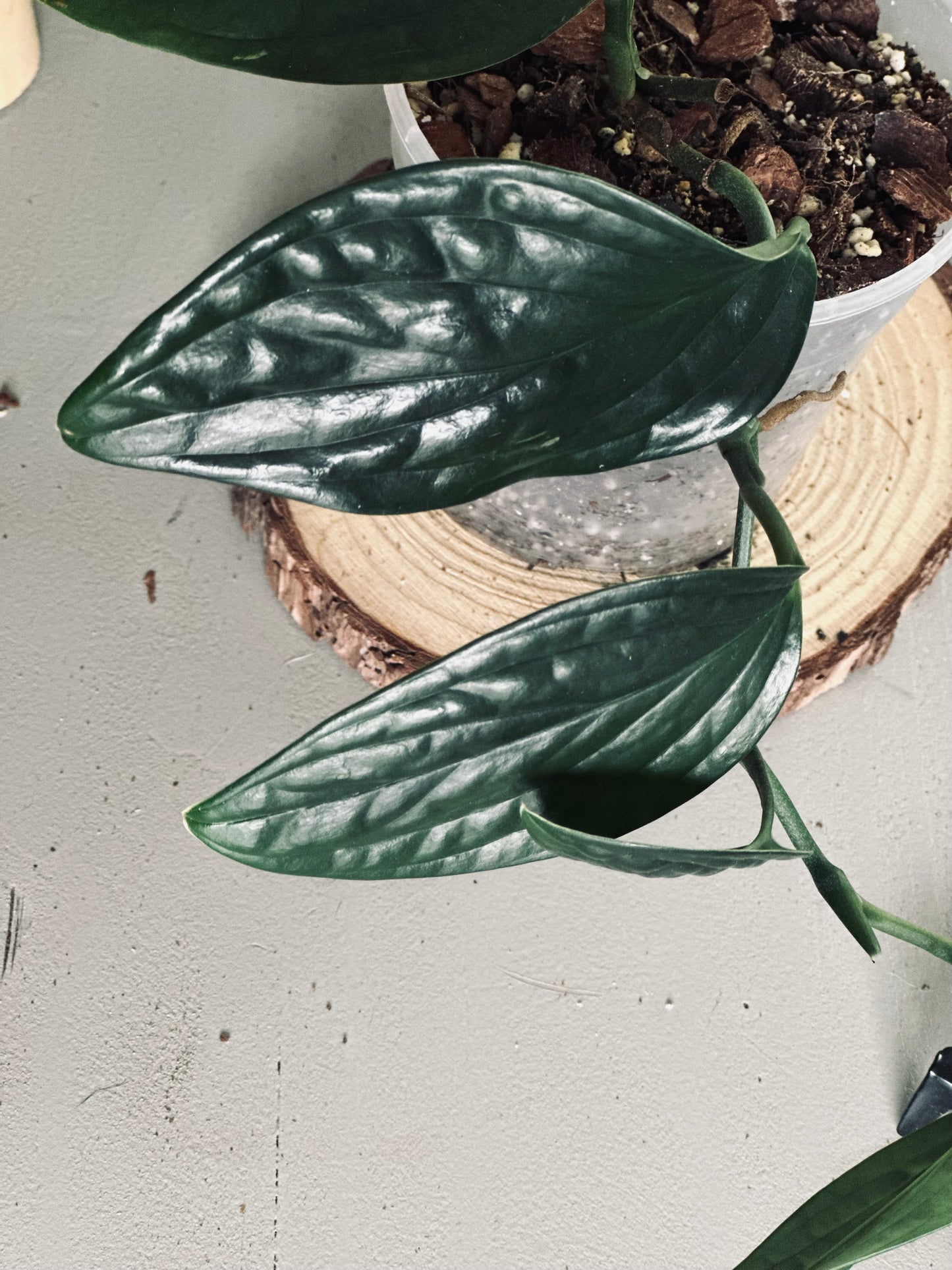 Monstera 'Peru' - 12cm Pot