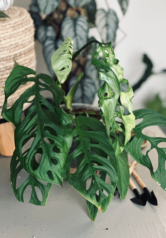 Monstera 'Esqueleto' - 14cm Pot