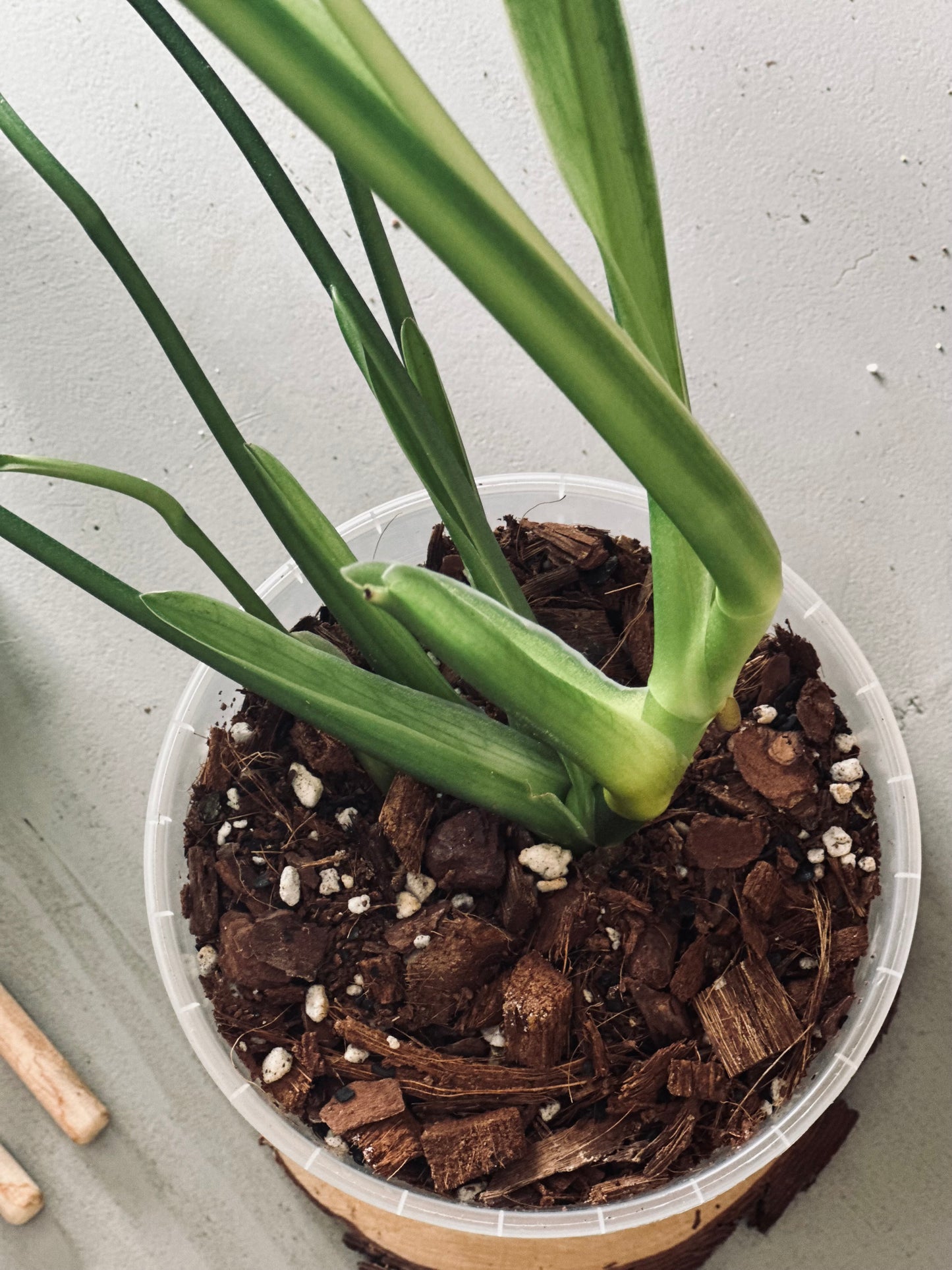 Monstera 'Esqueleto' - 14cm Pot