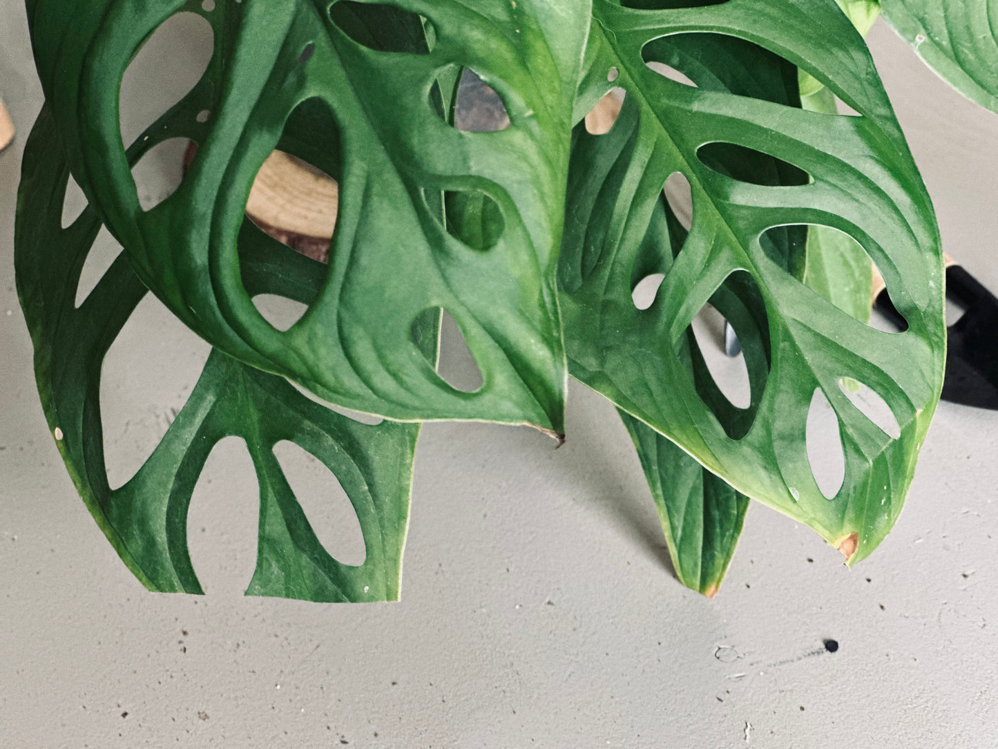 Monstera 'Esqueleto' - 14cm Pot