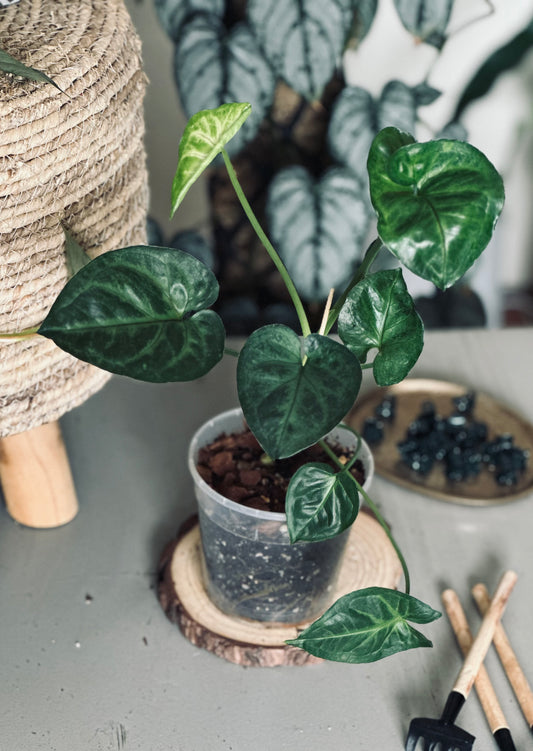 Syngonium 'T24' - 12cm Pot