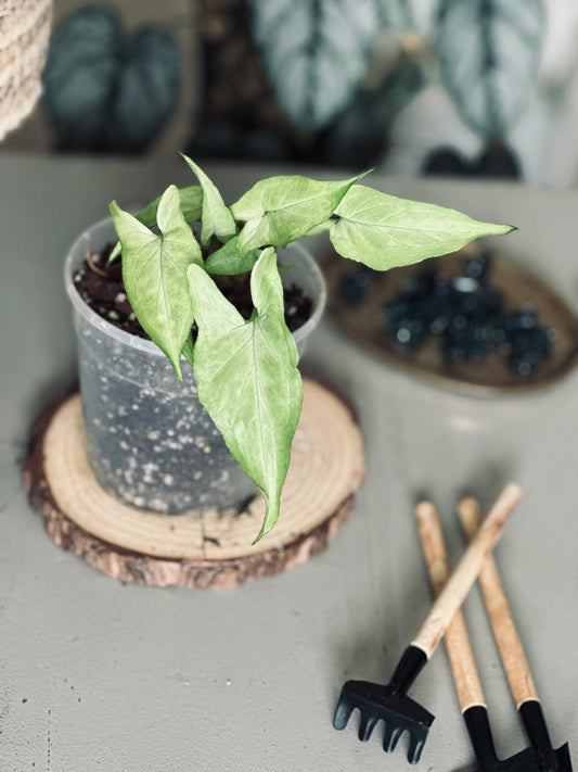 Syngonium 'Ngern Lai Ma' - 12cm Pot