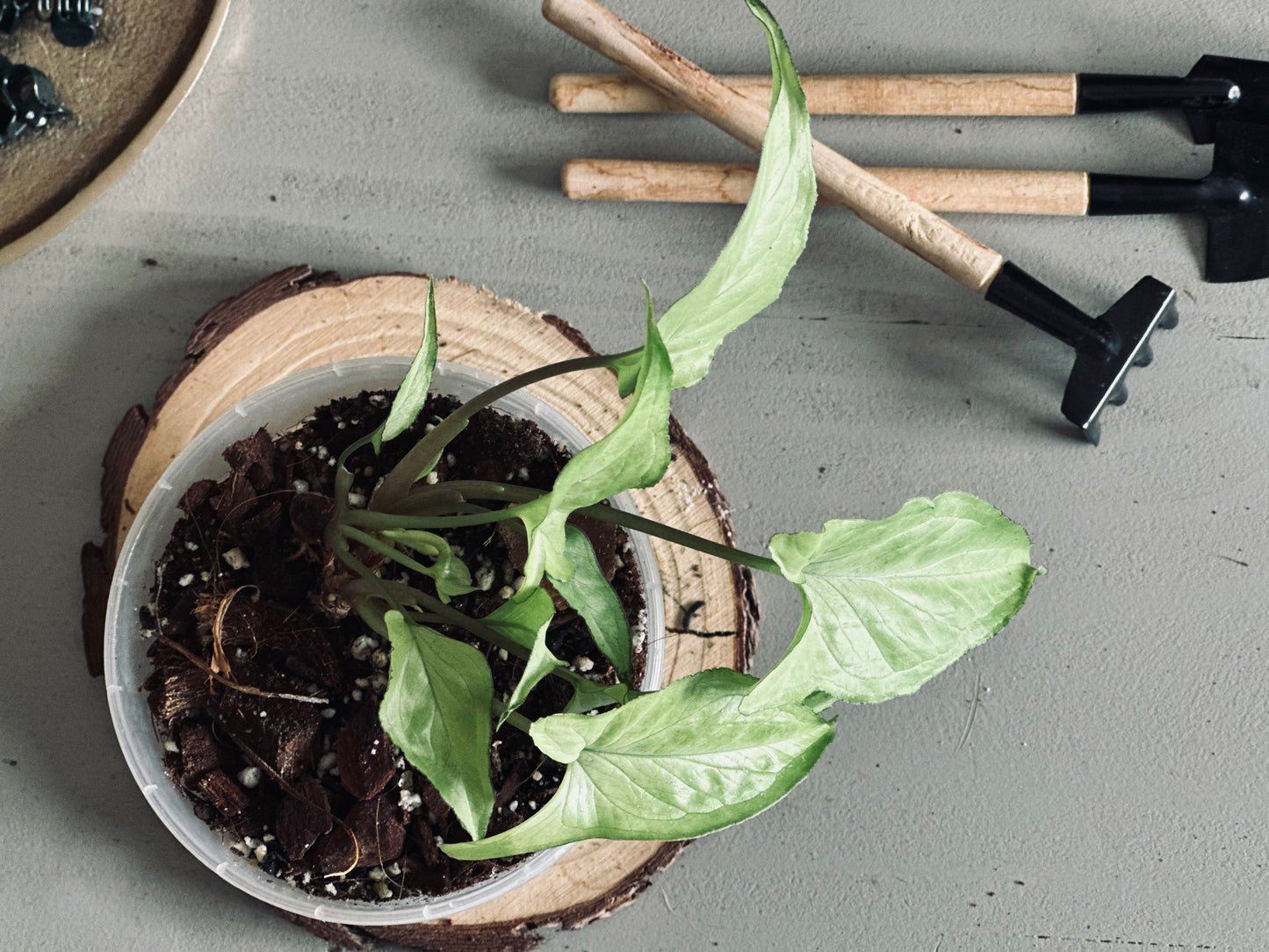 Syngonium 'Ngern Lai Ma' - 12cm Pot