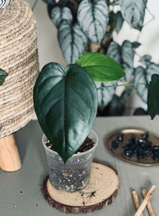 Syngonium 'Chiapense' - 12cm Pot