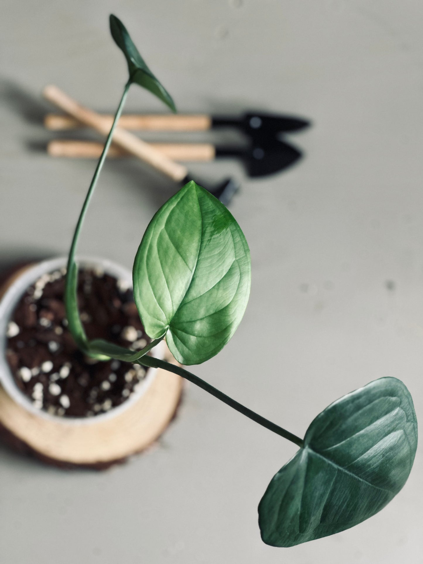 Syngonium 'Chiapense' - 12cm Pot