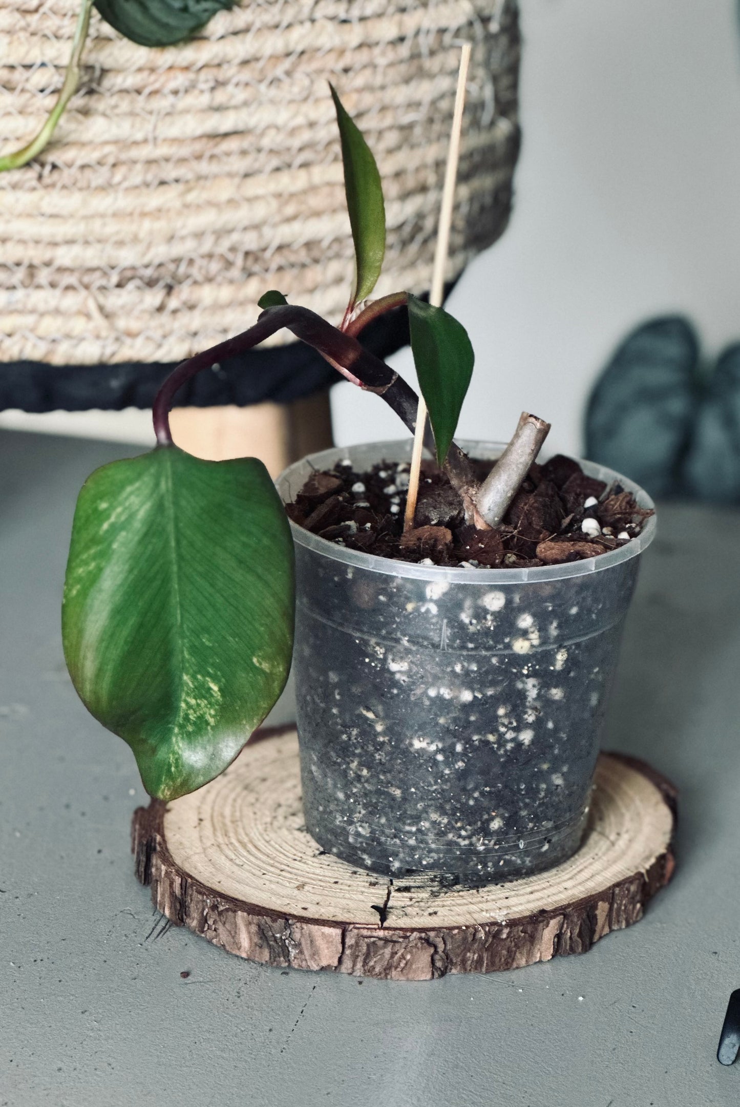 Philodendron 'Strawberry Shake' - 12cm Pot