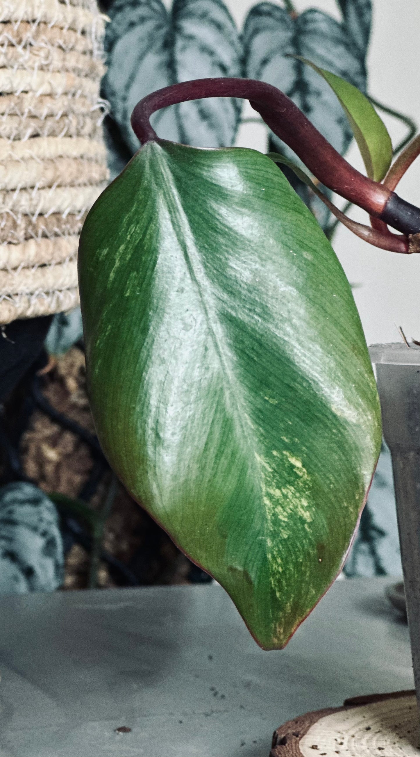 Philodendron 'Strawberry Shake' - 12cm Pot